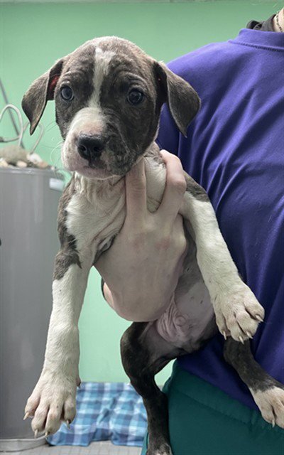 LIGHTNING - Pit Bull Terrier available for adoption