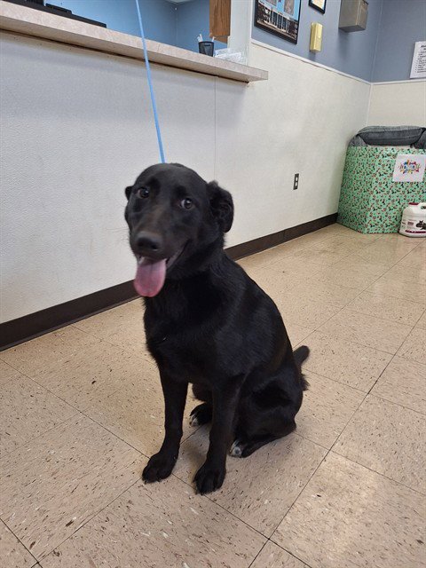 COWBOY - Labrador Retriever available for adoption