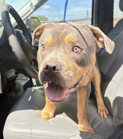 HOKKAIDO - Pit Bull Terrier available for adoption