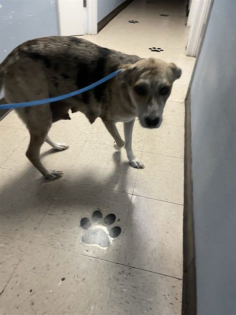 PENNY - Catahoula Leopard Dog available for adoption