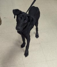 BAXTER - Photo 1