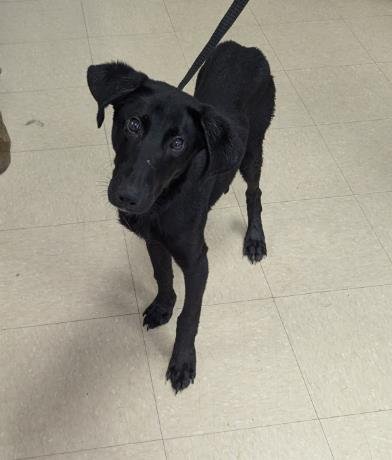 BAXTER - Labrador Retriever available for adoption