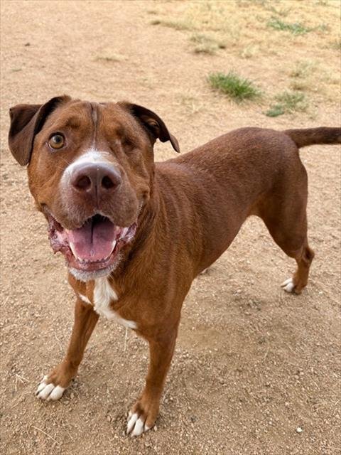 FLAME - Pit Bull Terrier available for adoption
