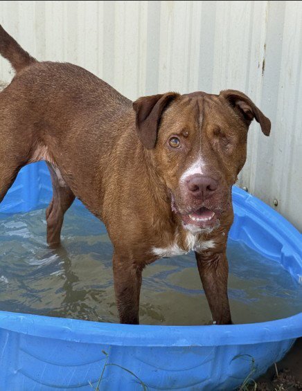 FLAME - Pit Bull Terrier available for adoption