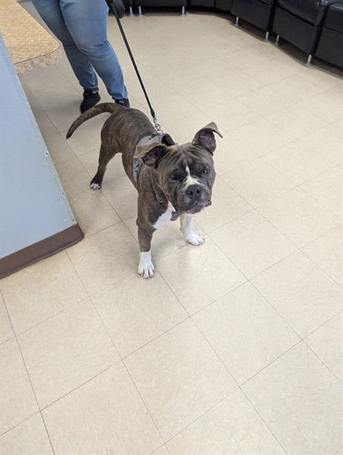 BRUNO - American Bulldog available for adoption