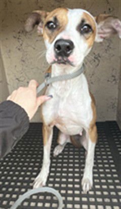 DAPHNE - Pit Bull Terrier available for adoption