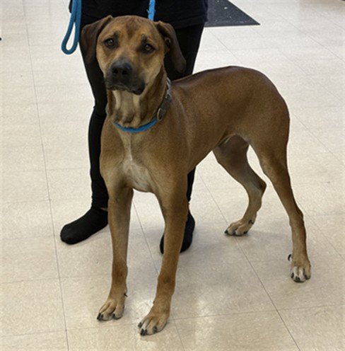 HANK - Rhodesian Ridgeback available for adoption