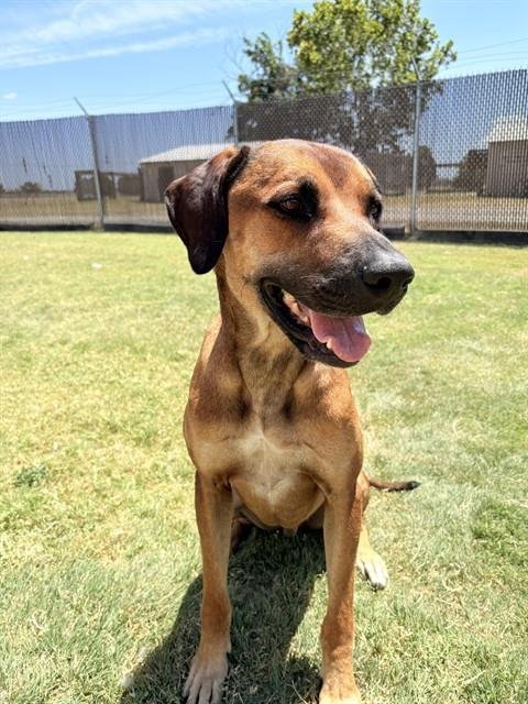 HANK - Rhodesian Ridgeback available for adoption