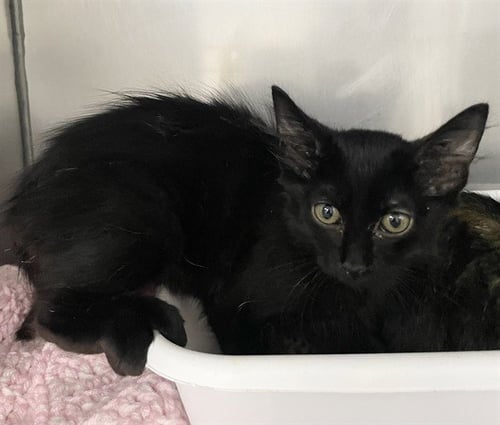 SPIDERMAN - Domestic Short Hair available for adoption
