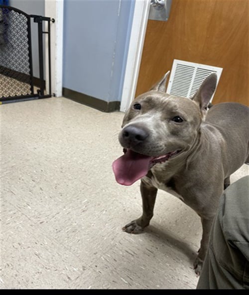 NOVA - Pit Bull Terrier available for adoption