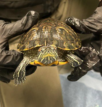 TURTLE 2 Image