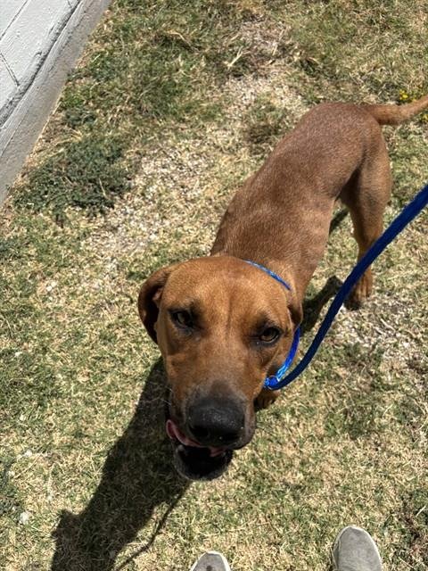 PRINCESS - Pointer available for adoption
