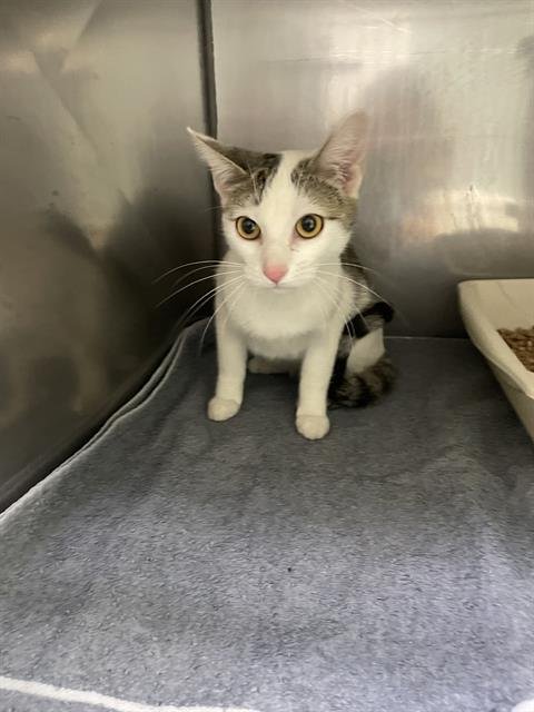 AMETHYST - Domestic Short Hair available for adoption