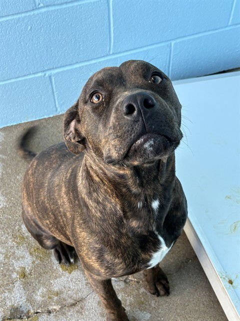 ROCKY ROAD - Pit Bull Terrier available for adoption