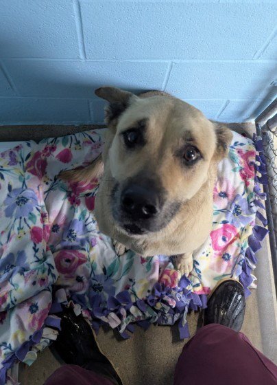 BAILEY - German Shepherd Dog available for adoption