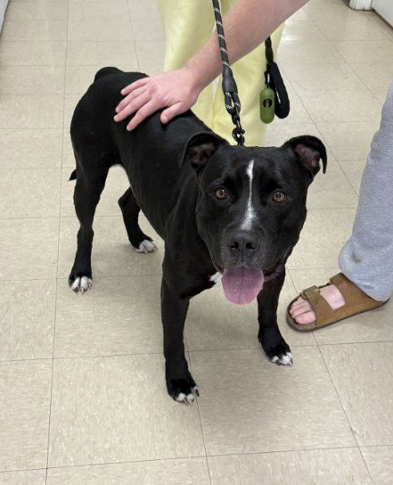 MARTIN - Pit Bull Terrier available for adoption