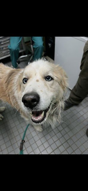 COOPER - Great Pyrenees / Husky available for adoption
