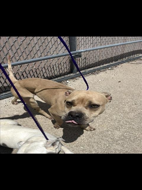 RICK - Pit Bull Terrier available for adoption