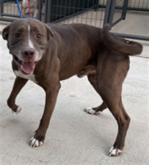 SCOOTER - Labrador Retriever available for adoption