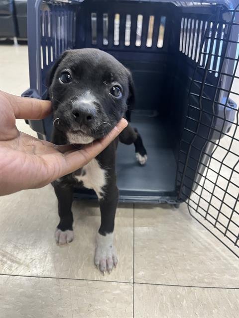 COCO - Pit Bull Terrier available for adoption