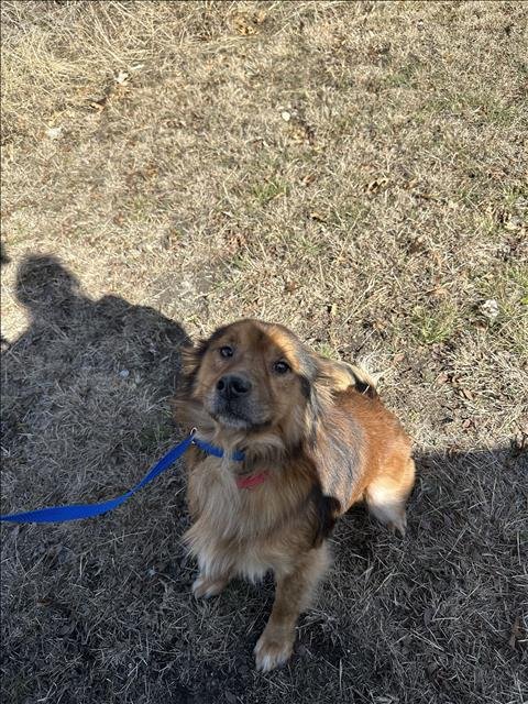 ROVER - Chow Chow available for adoption