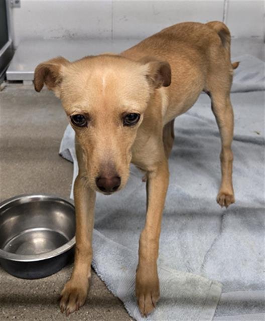 WINNIE - Miniature Pinscher available for adoption