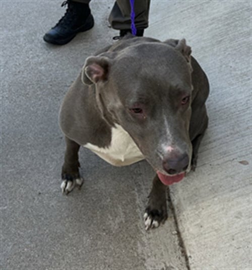 GEORGINA - Pit Bull Terrier available for adoption