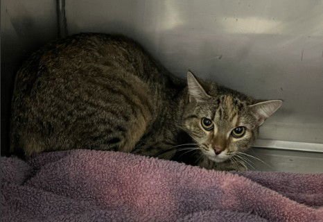 GLINDA - Domestic Short Hair available for adoption