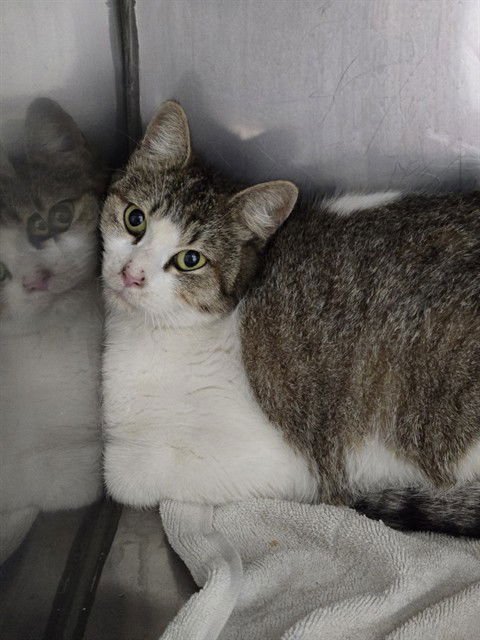 JAVA - Domestic Short Hair available for adoption