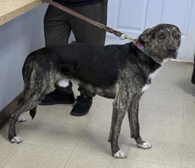FIDO - Mastiff available for adoption