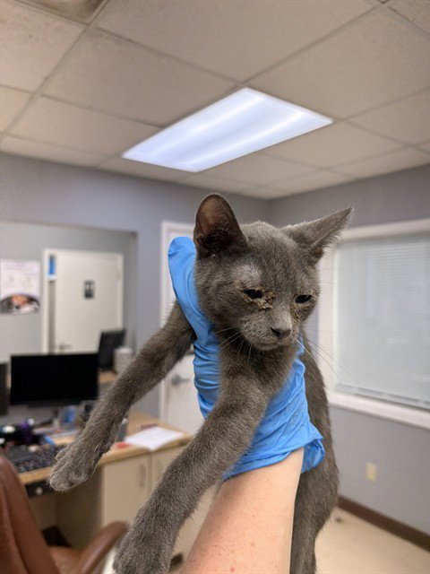 BONGO - Domestic Short Hair available for adoption