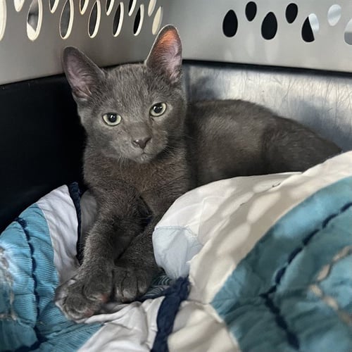 BONGO - Domestic Short Hair available for adoption
