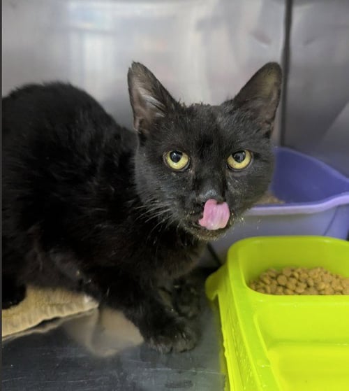 JADE - Domestic Short Hair available for adoption