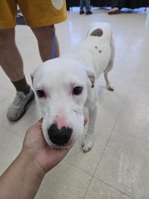 SNOOPY - Beagle / Pit Bull Terrier available for adoption