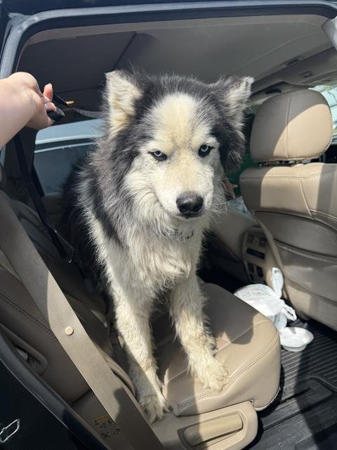 RYAN - Husky available for adoption