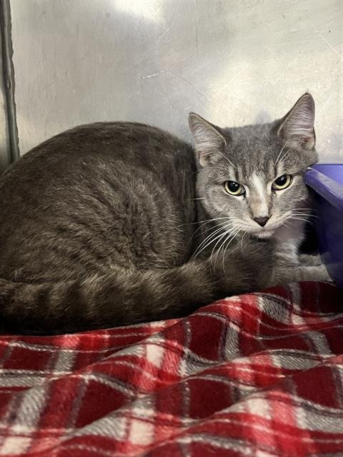 EEYORE - Domestic Short Hair available for adoption