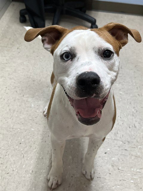 COPPER - American Bulldog available for adoption