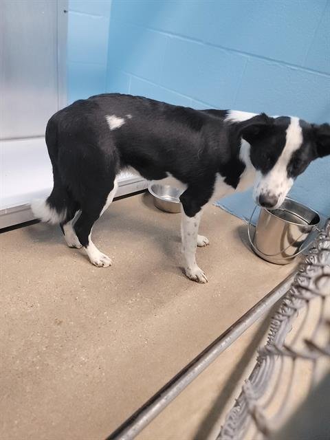 DUKE - Border Collie available for adoption