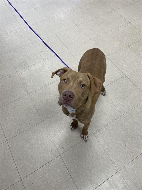CHICKEN NUGGET - Labrador Retriever available for adoption