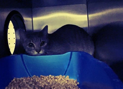 MIMI - Domestic Short Hair available for adoption