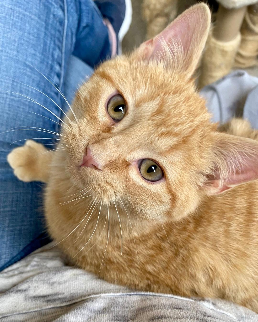 MANGO - Domestic Short Hair available for adoption