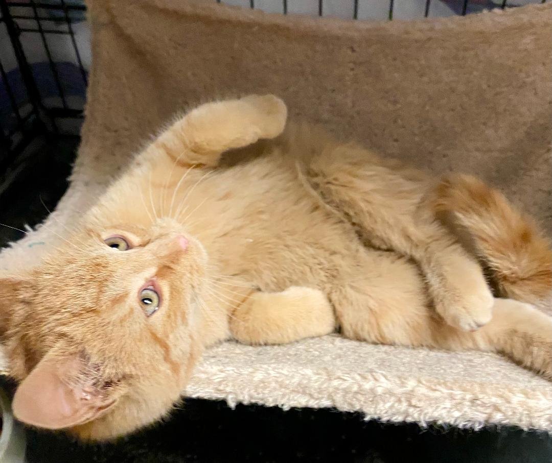 MANGO - Domestic Short Hair available for adoption