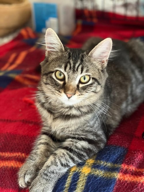 KATRINA - Tabby / Domestic Medium Hair available for adoption