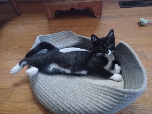 KYRA - Tuxedo available for adoption