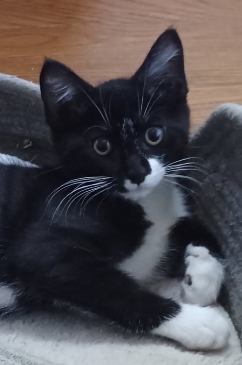 KYRA - Tuxedo available for adoption