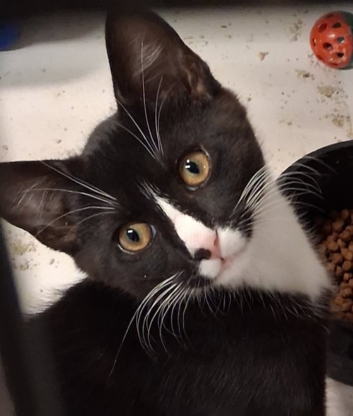 JASPER - Domestic Short Hair / Tuxedo available for adoption