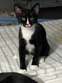 jasper - Photo 4