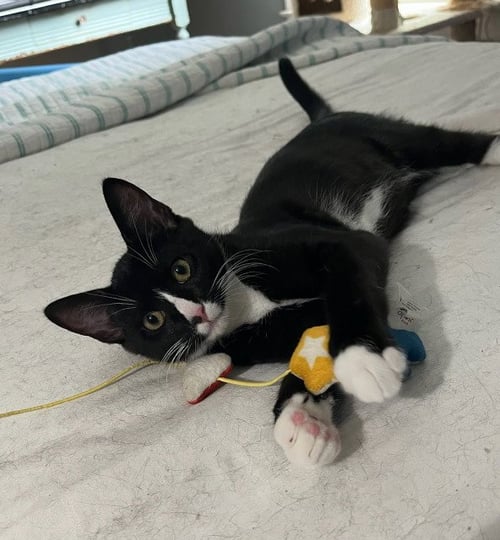 JASPER - Domestic Short Hair / Tuxedo available for adoption