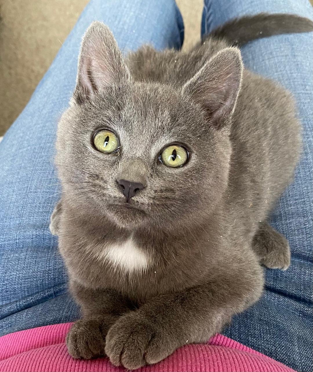 LITTLE BEAR - Domestic Short Hair available for adoption