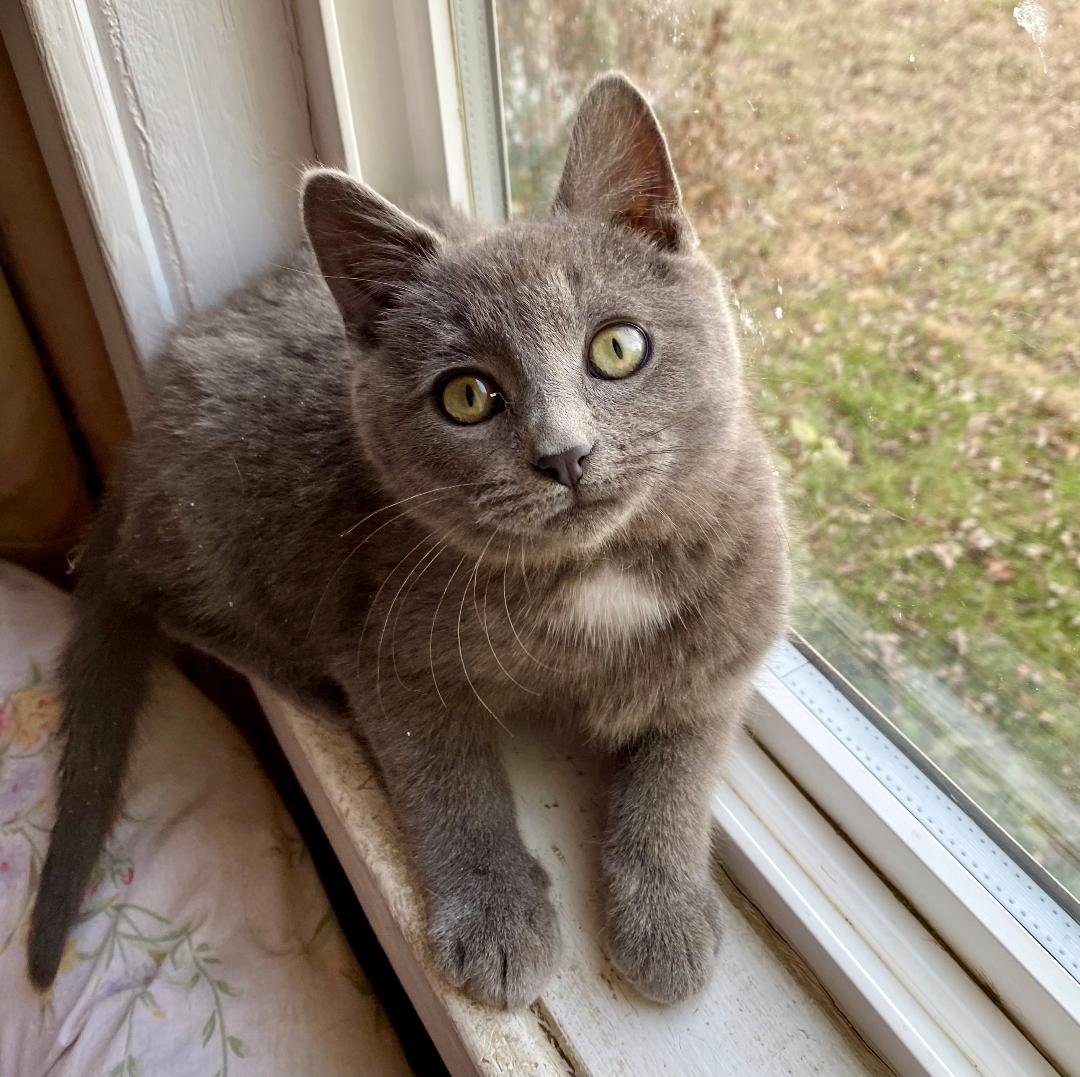 LITTLE BEAR - Domestic Short Hair available for adoption